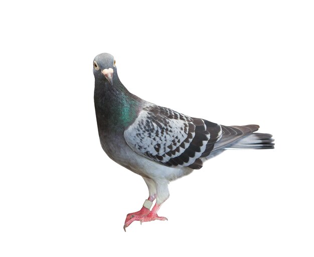 Photo close-up of pigeon perching on white background