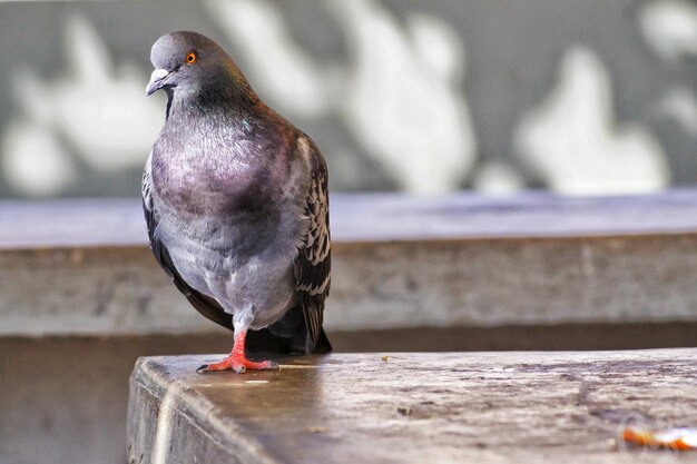 Close-up of pigeon perching on wood