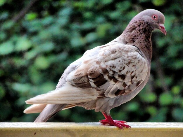 Close-up of pigeon perching on wood