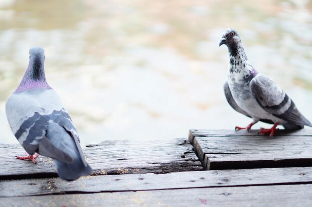 Photo close-up of pigeon perching on wood