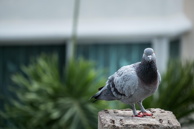 Photo close-up of pigeon perching on wood