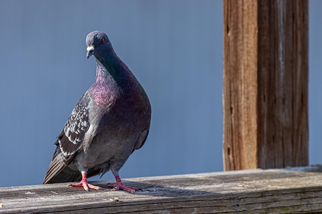 Foto close-up di un piccione appoggiato su un palo di legno