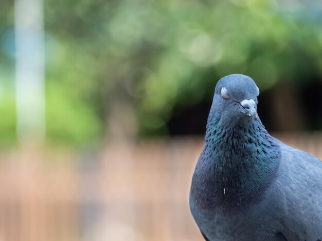 Photo close-up of pigeon perching