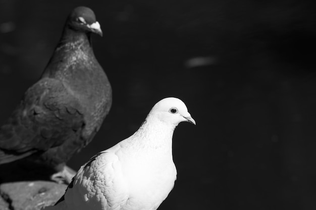 Photo close-up of pigeon perching