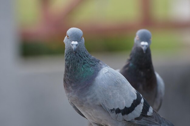 Photo close-up of pigeon perching