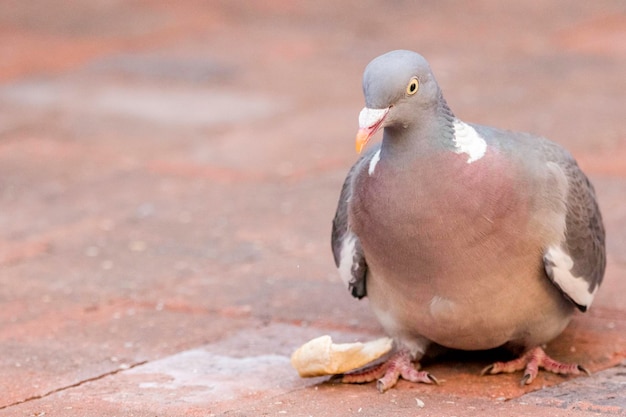 Close-up of pigeon perching