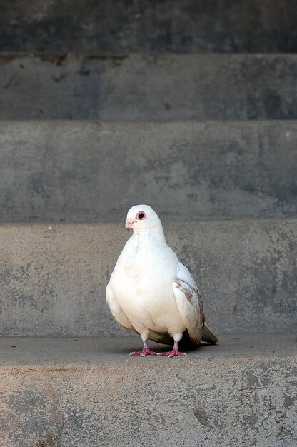 Photo close-up of pigeon perching