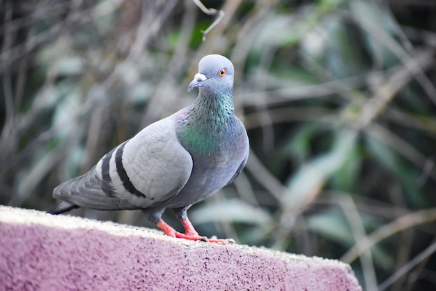 Close-up of pigeon perching