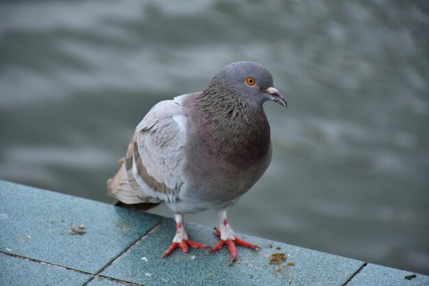 Photo close-up of pigeon perching