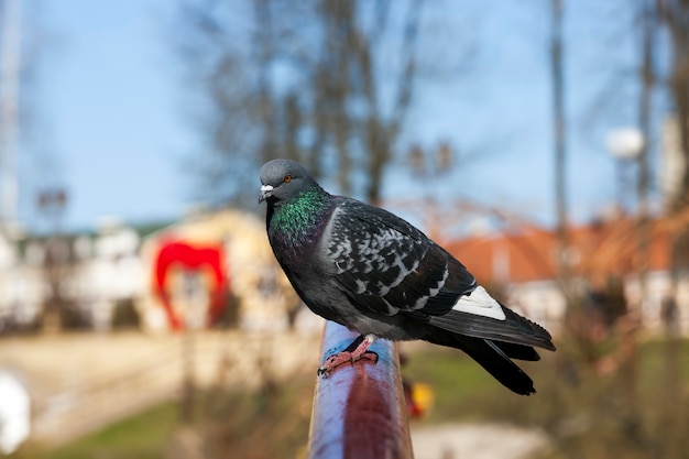 Close up on pigeon staying on fence