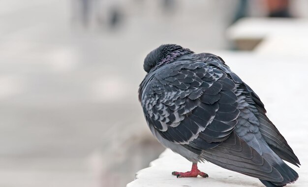 Close up of a pigeon on a white wall