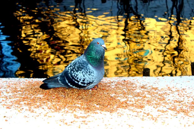 Photo close up of pigeon