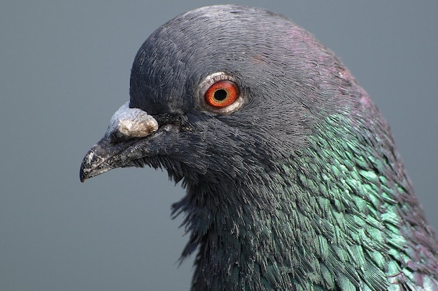 Photo close-up of pigeon