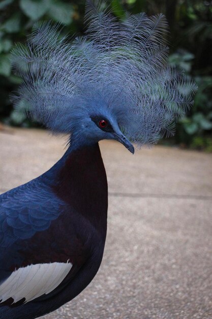 Close-up of pigeon