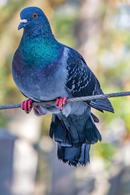 Photo close-up of pigeon