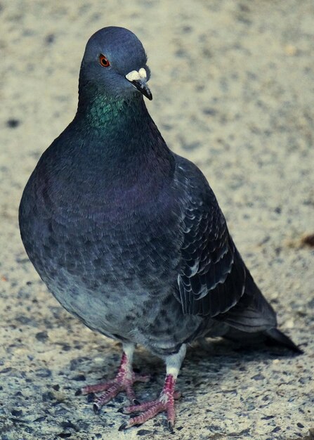 Photo close-up of pigeon