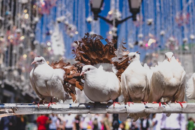 Photo close-up of pigeons perching in a city