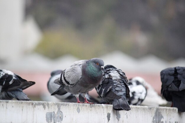 Close-up of pigeons perching on railing