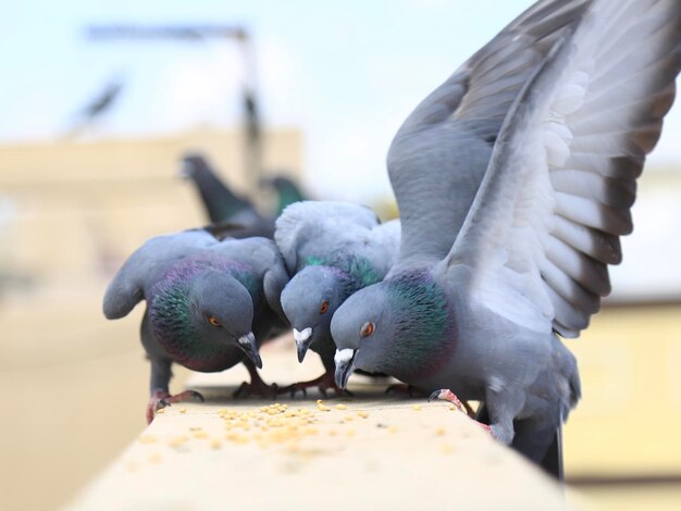 Photo close-up of pigeons perching