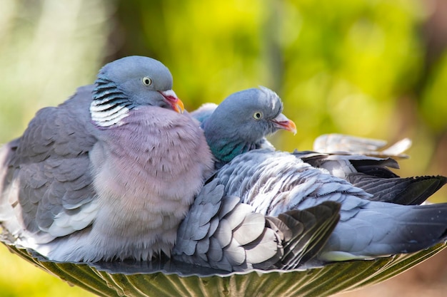 Photo close-up of pigeons perching