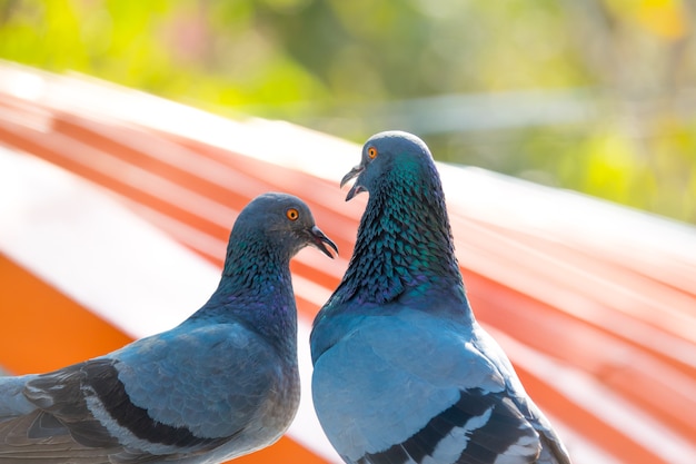 Photo close up pigeons on roof