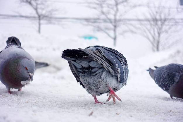 雪上ののクローズアップ