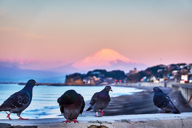 Close-up of pigeons t the scenic beach against snowcapped mountain and moody sky