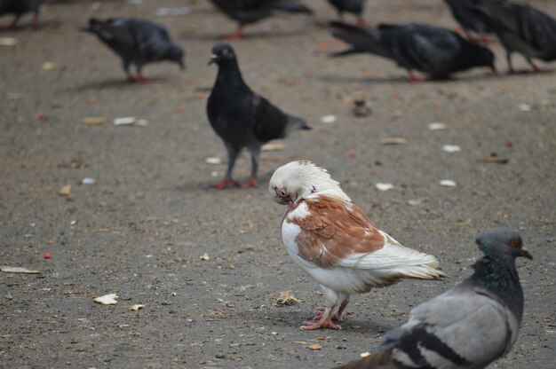 Photo close-up of pigeons