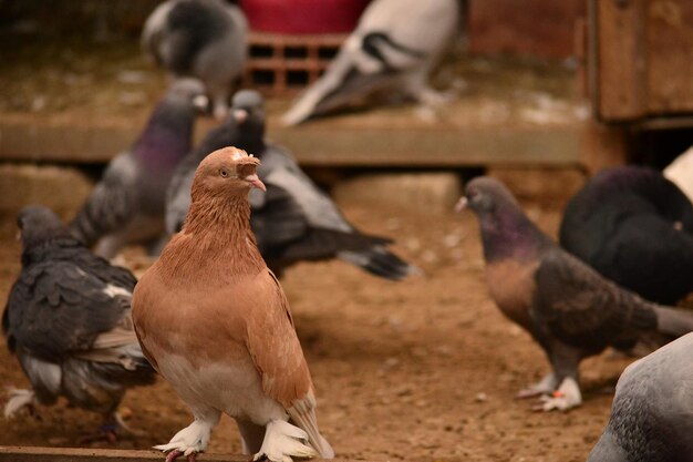 Photo close-up of pigeons