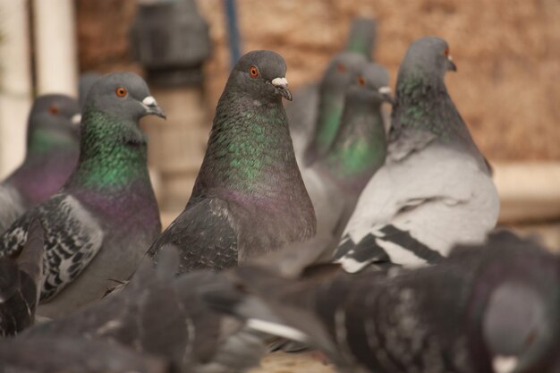 Photo close-up of pigeons