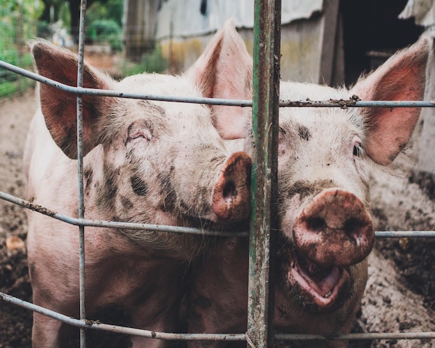 Photo close-up of pigs in cage at zoo