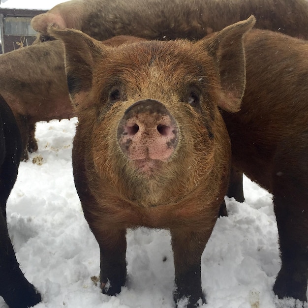 Photo close-up of pigs standing on snow covered field