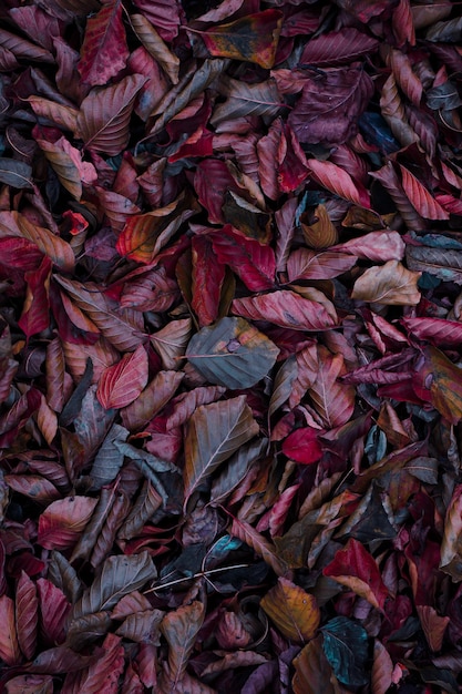 A close up of a pile of autumn leaves