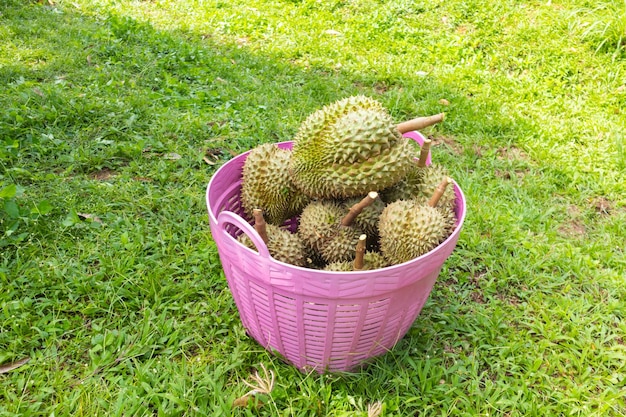 Close up of pile fresh durian ready for harvest