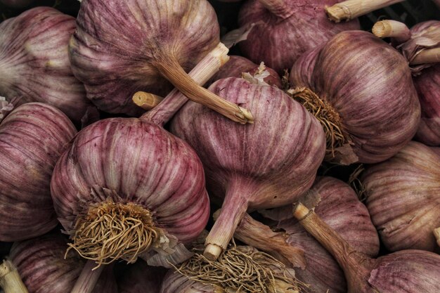 Close-up of pile fresh unpeeled violet garlic bulbs head. Healthy organic eating food. Natural veget