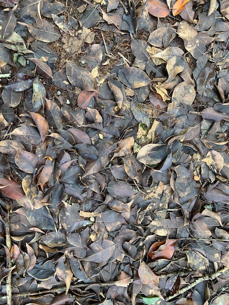 Photo a close up of a pile of leaves