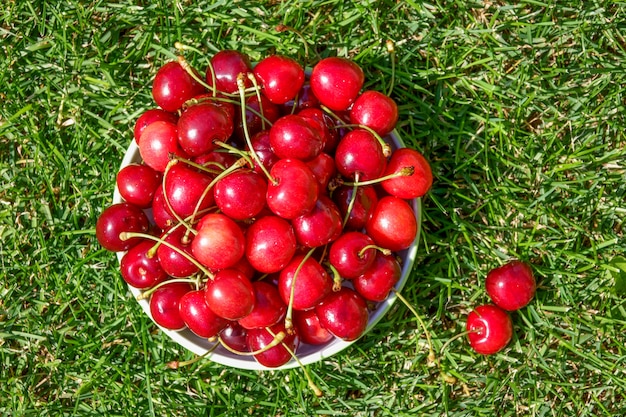 Close up of pile of ripe cherries with stalks and leaves