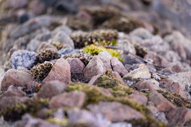 a close up of a pile of rocks with moss and moss.