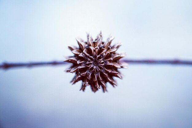 Close-up of a pine acorn