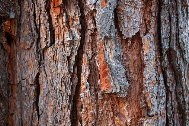 Close up of the Pine bark