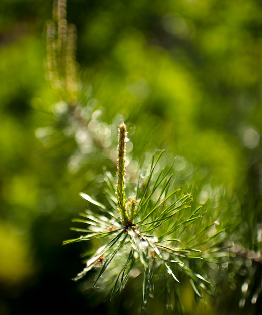 Photo close-up of pine branch