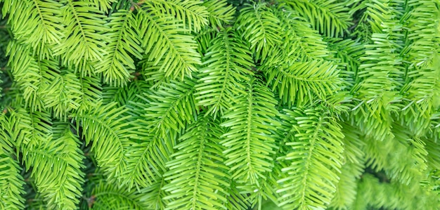Close-up of pine branches