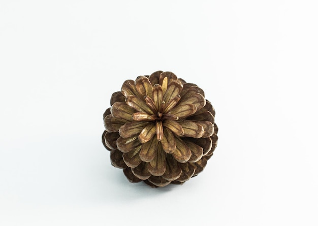 Photo close-up of pine cone against white background