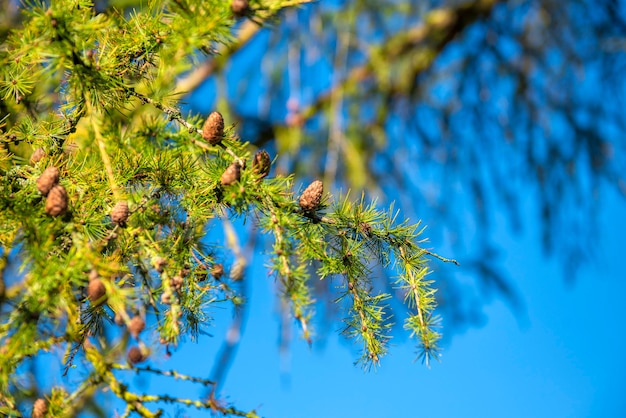 Close up pine cone background