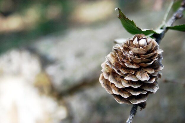 Photo close-up of pine cone on branch