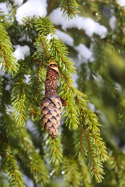 Photo close-up of pine cone on branch