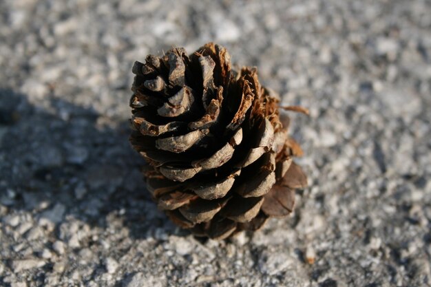 Photo close-up of pine cone on field