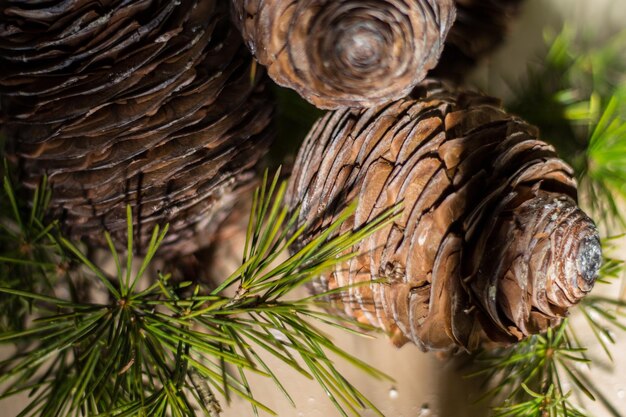 Photo close-up of pine cone on field