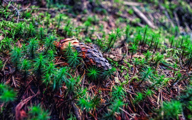 Photo close-up of pine cone on field