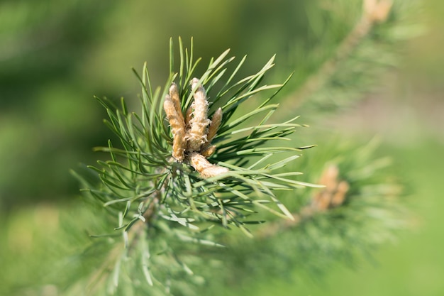 Photo close-up of pine cone on grass